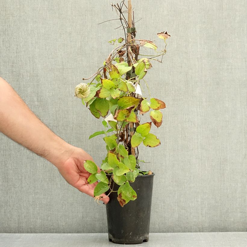 Esemplare di Clematis Have Fun - Clematide Vaso da 2L/3L consegnato in estate