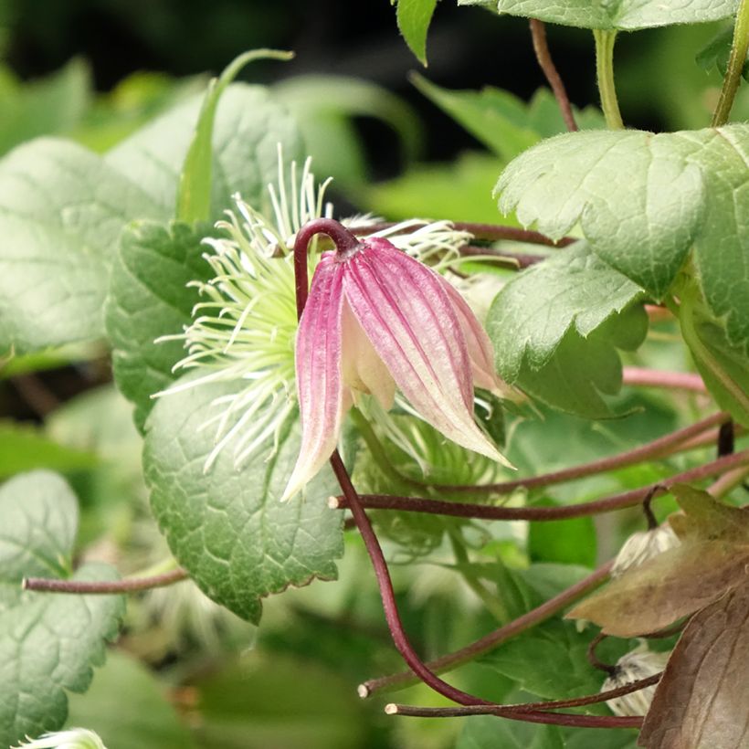 Clematis I am Red Robin - Clematide (Fioritura)