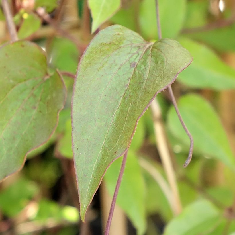 Clematis Ice Crystal - Clematide (Fogliame)