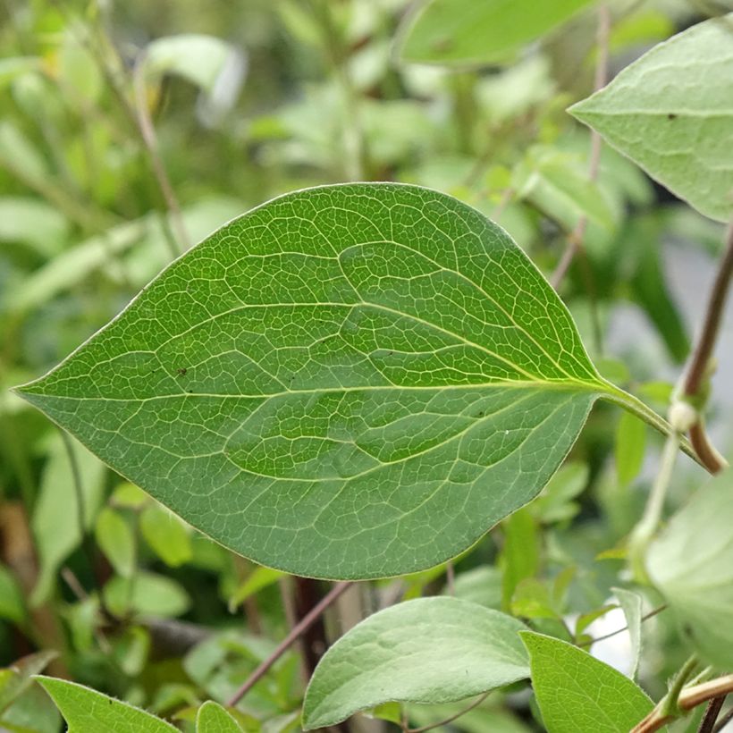 Clematis integrifolia Blue River - Clematide (Fogliame)