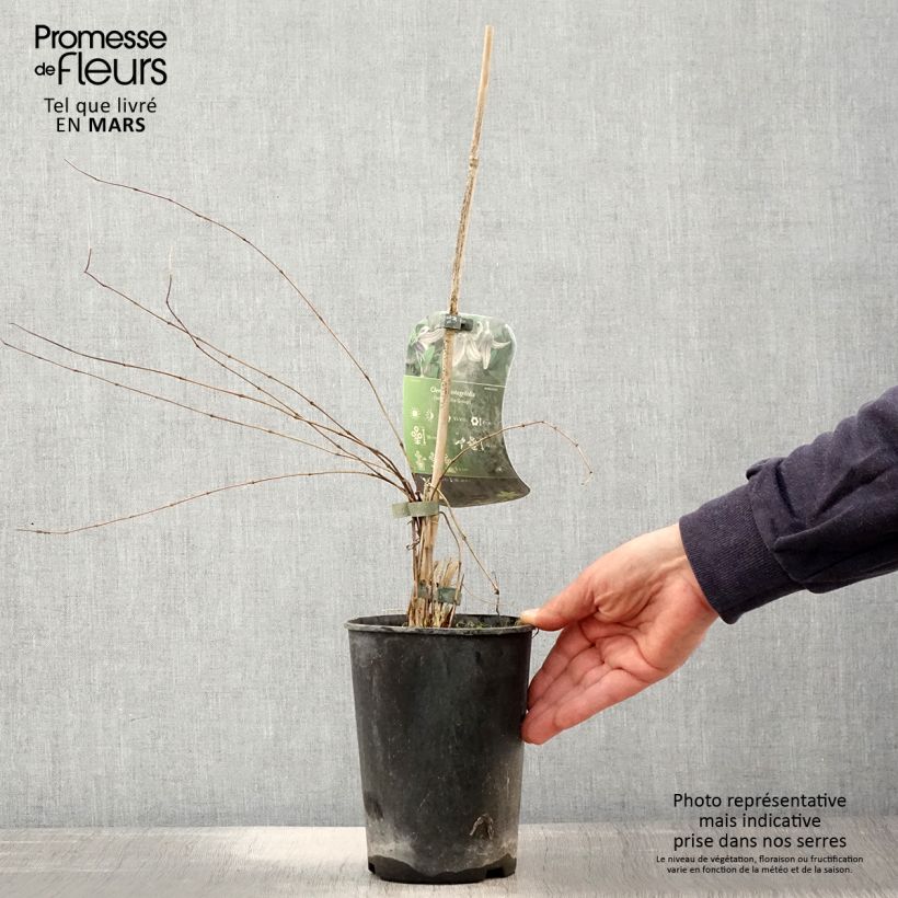 Clematis integrifolia - Clematide Vaso da 2L/3L esemplare consegnato in primavera