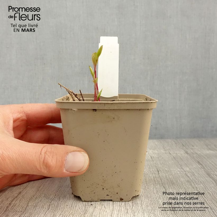 Clematis integrifolia - Clematide Vasetto da 8/9 cm esemplare consegnato in primavera