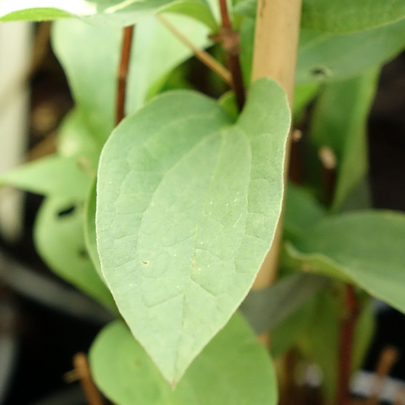 Clematis integrifolia Hakuree - Clematide (Foliage)