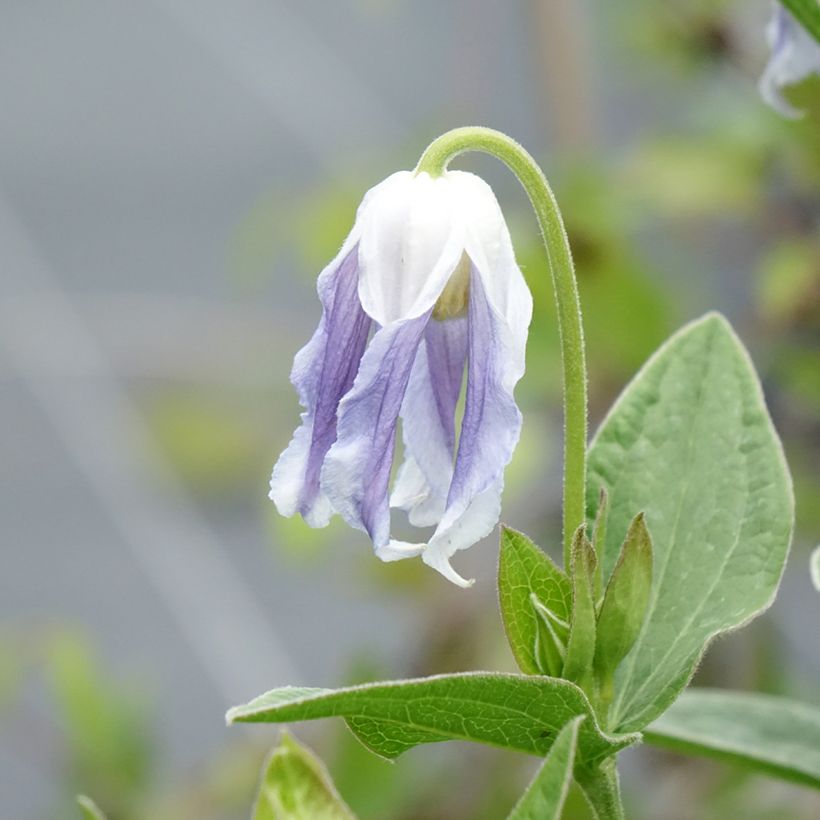 Clematis integrifolia Hakuree - Clematide (Flowering)