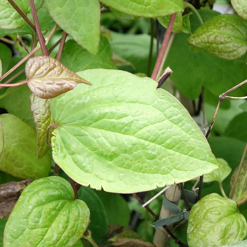 Clematis jackmanii Jenny - Clematide (Fogliame)