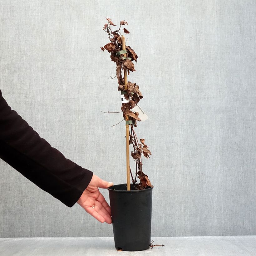 Esemplare di Clematis Jan Pawel II - Clematide Vaso da 2L/3L come consegnato in autunno