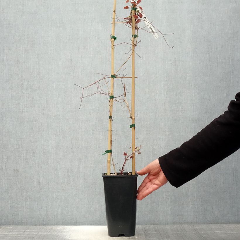 Clematis Jan Pawel II - Clematide Vaso da 2L/3L esemplare consegnato in primavera