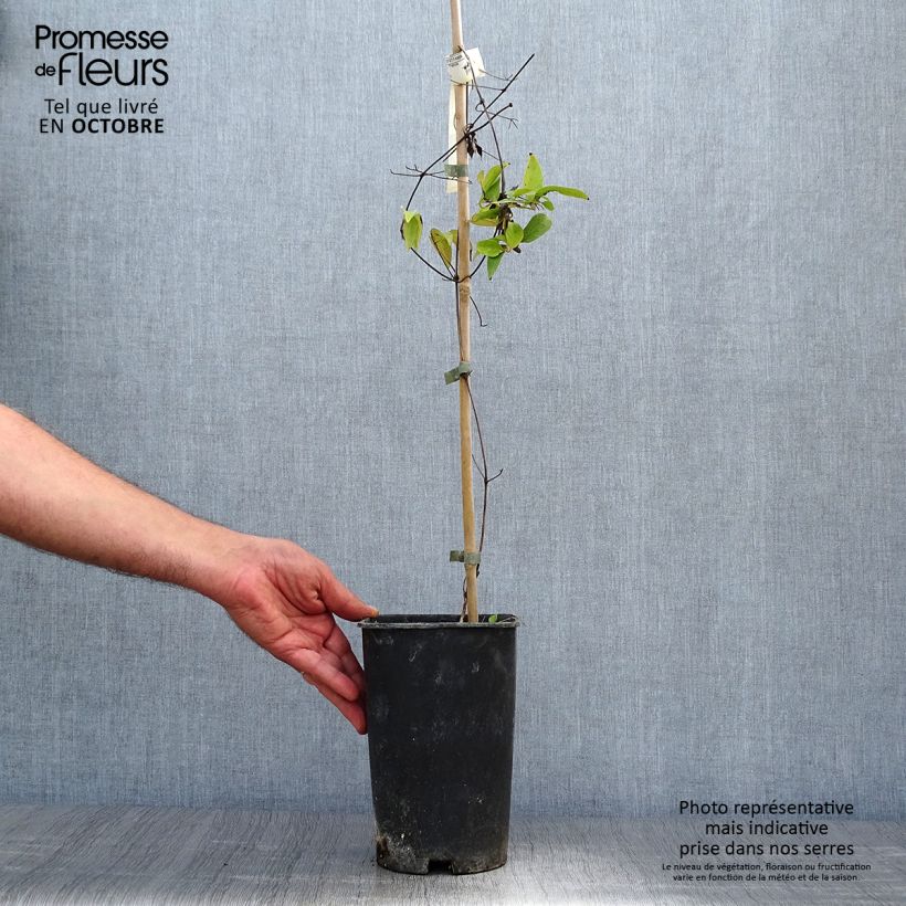 Esemplare di Clematis Joséphine - Clematide Vaso da 2L/3L come consegnato in autunno