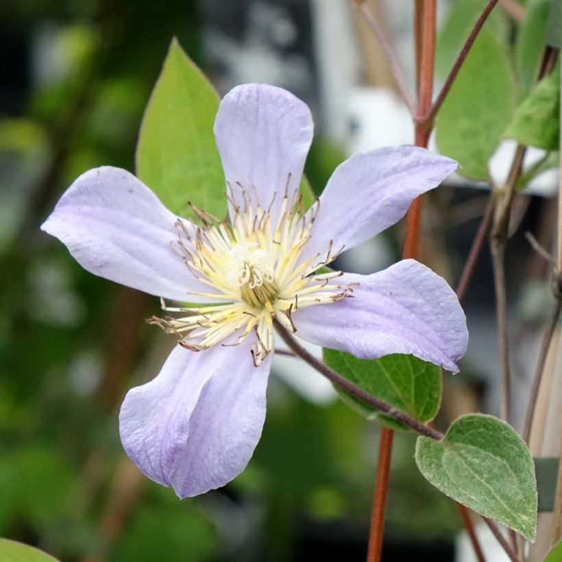 Clematis Juuli - Clematide (Fioritura)