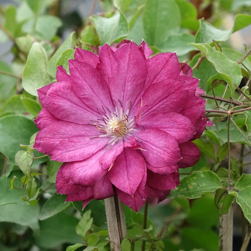 Clematis Kaen - Clematide (Fioritura)
