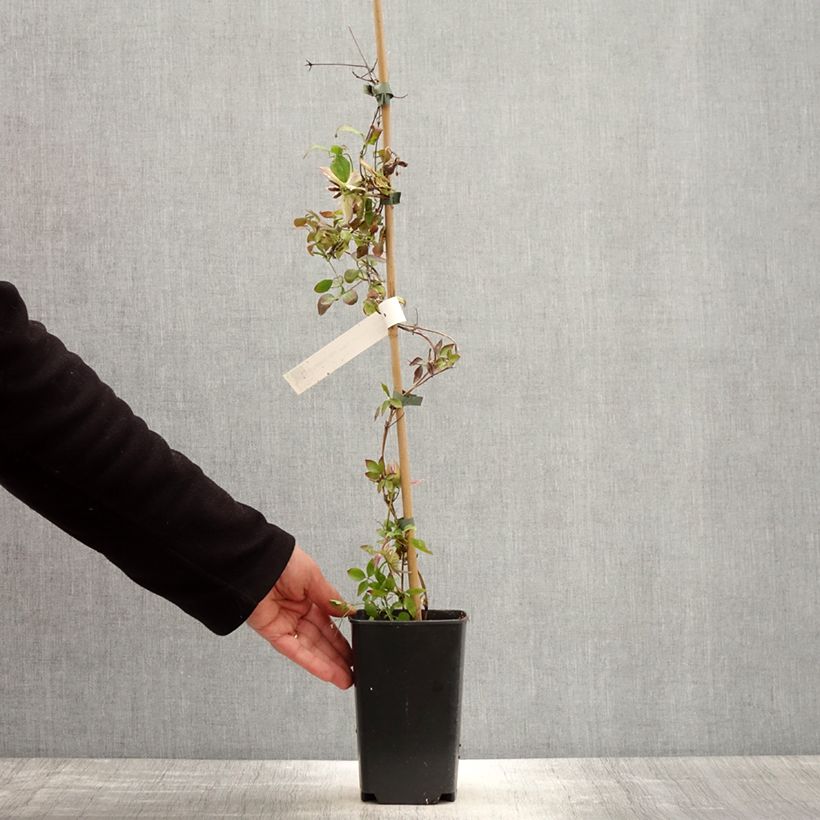 Clematis Kaiser - Clematide Vaso da 2L/3L esemplare consegnato in primavera