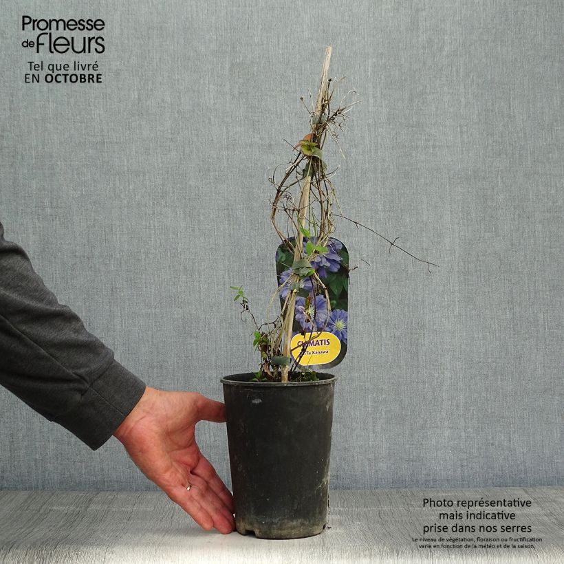Esemplare di Clematis Kiri Te Kanawa - Clematide Vaso da 2L/3L come consegnato in autunno