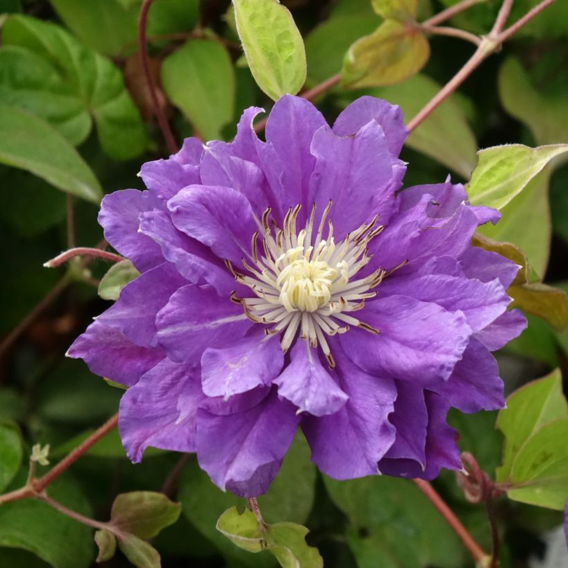 Clematis Kiri Te Kanawa - Clematide (Fioritura)