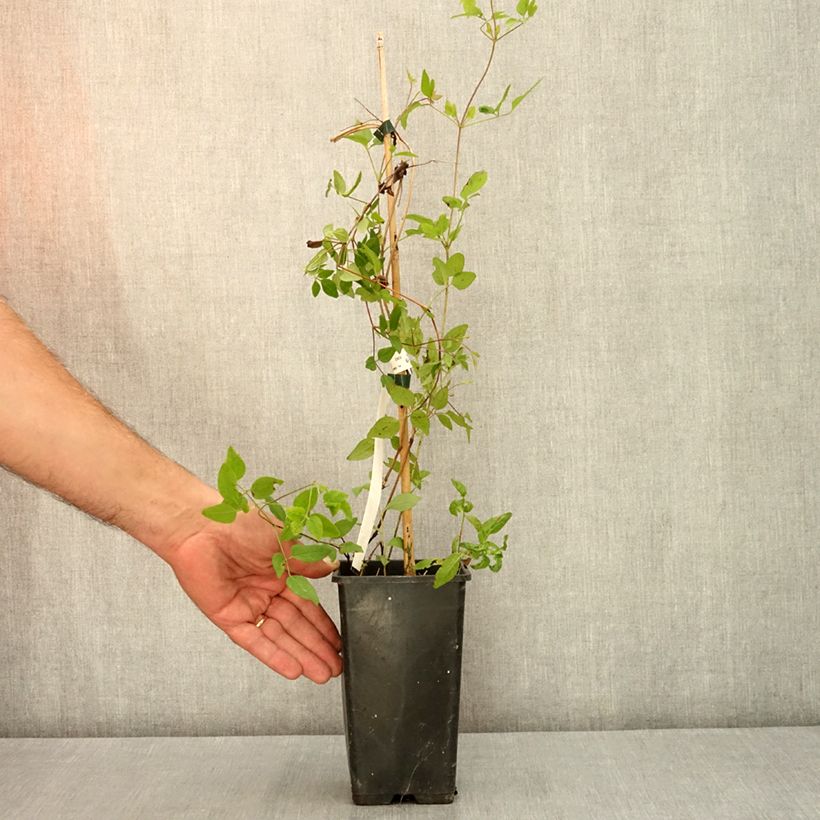 Esemplare di Clematis Kokonoe - Clematide Vaso da 1L/1,5L consegnato in estate