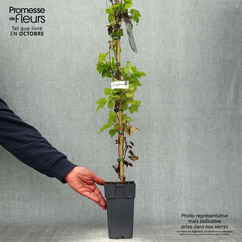 Esemplare di Clematis koreana Amber - Clematide Vaso da 2L/3L come consegnato in autunno