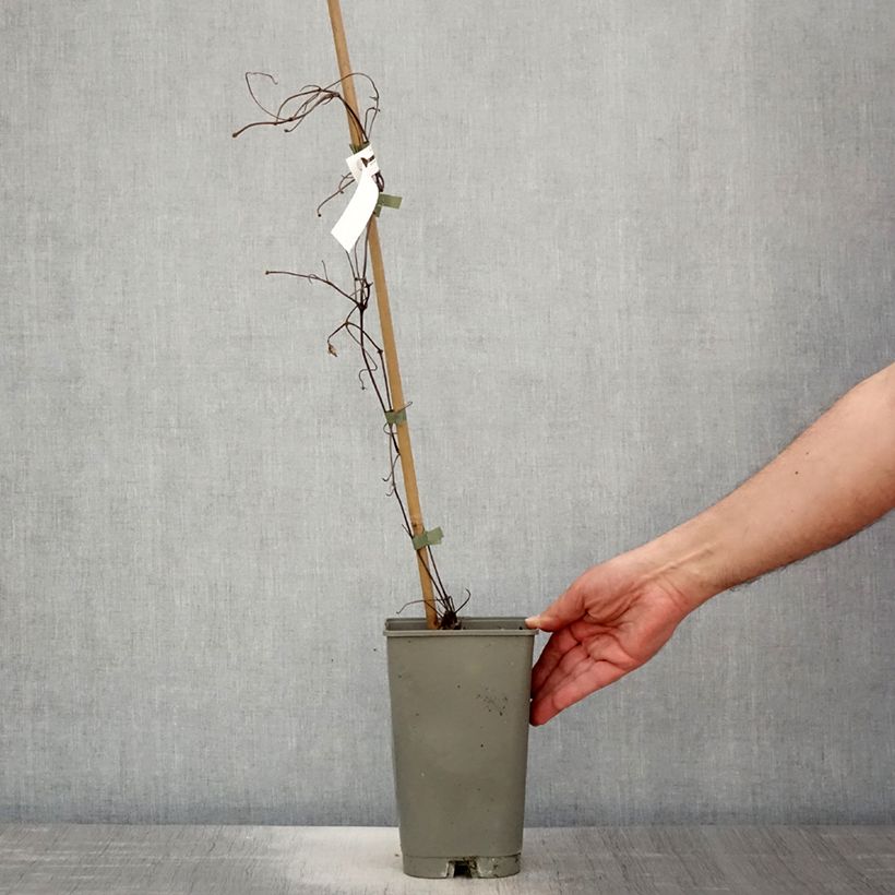 Clematis Lasurstern - Clematide Vaso da 1,5L/2L esemplare consegnato in primavera