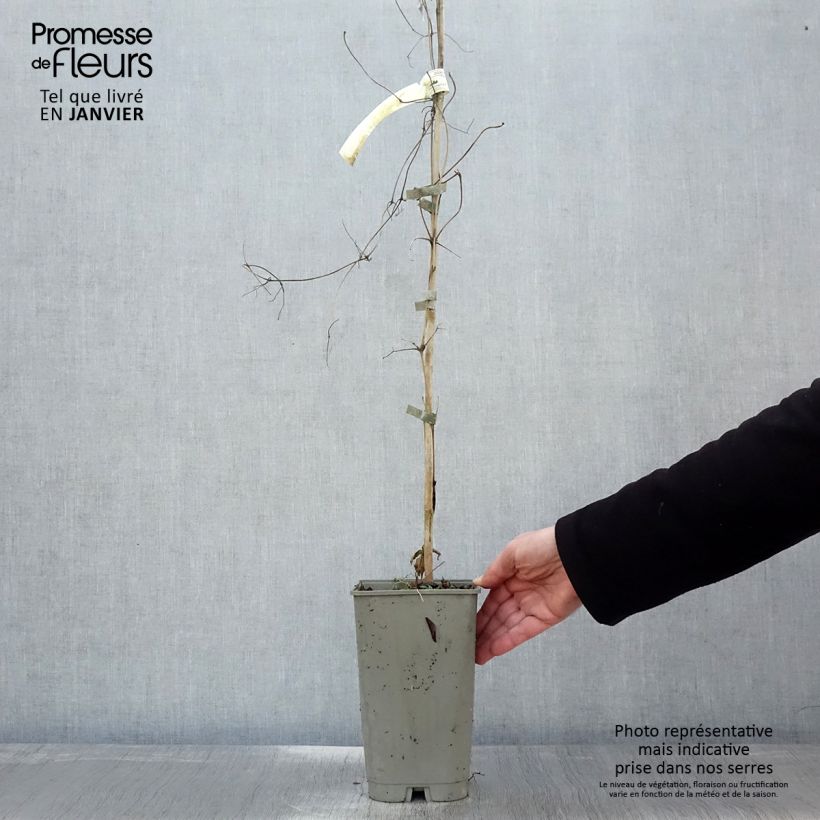 Clématite Lavallée n°1 Pot de 2L/3L esemplare consegnato in inverno