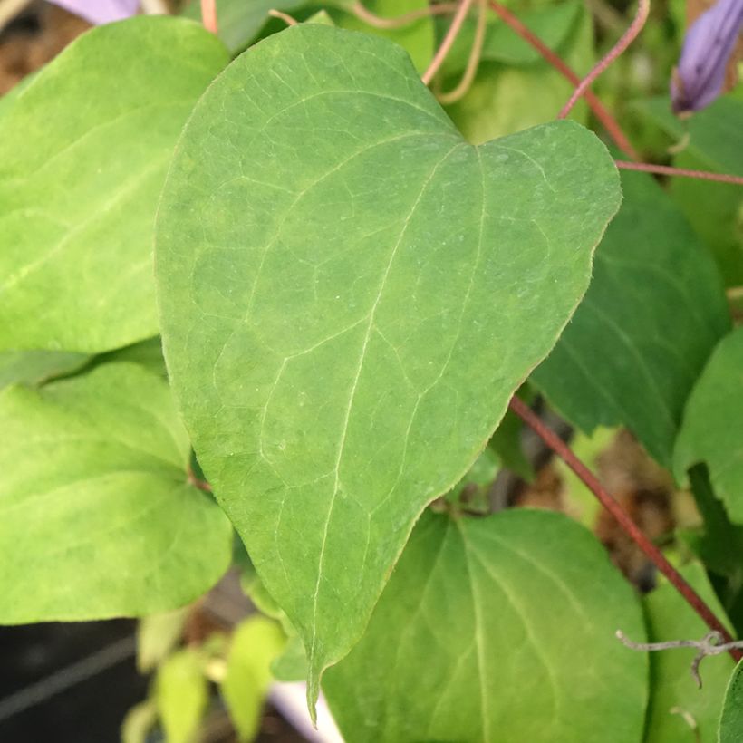 Clematis Lawsoniana - Clematide (Foliage)
