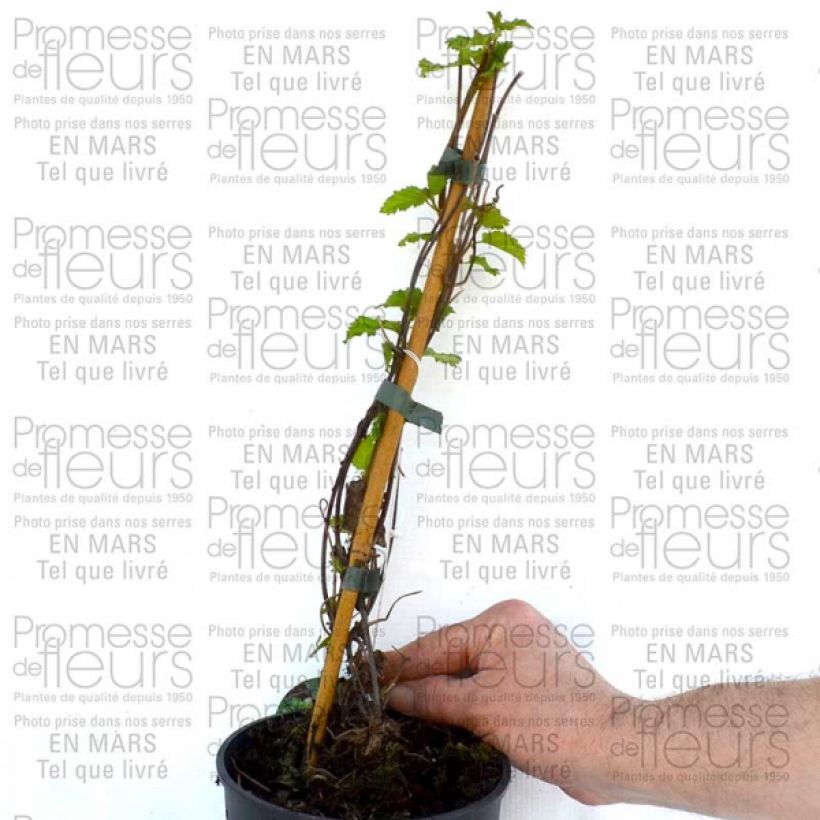 Esempio di esemplare Clematis Love Child - Clematide Vaso da 2L/3L come consegnato