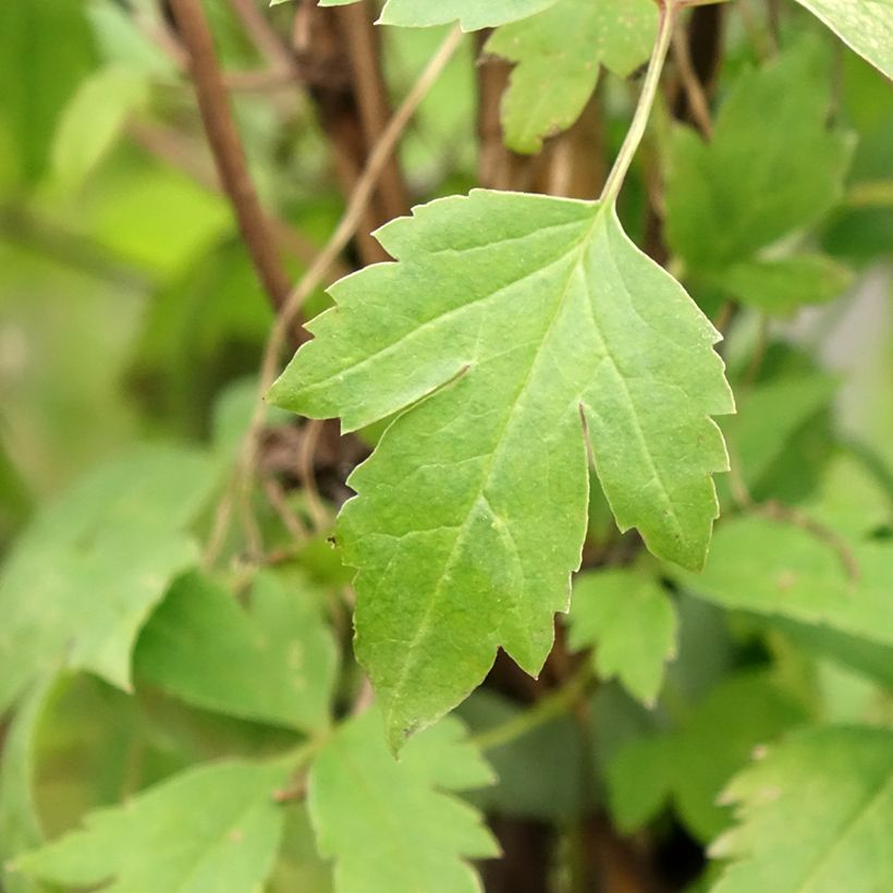 Clematis macropetala Markham's Pink - Clematide (Foliage)