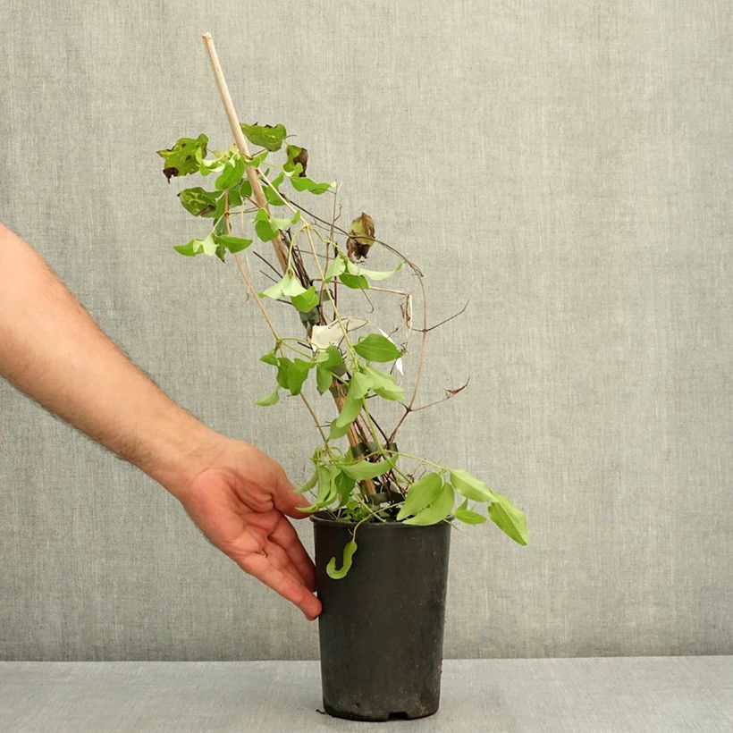 Esemplare di Clematis Madame Blanc - Clematide Vaso da 2L/3L consegnato in estate