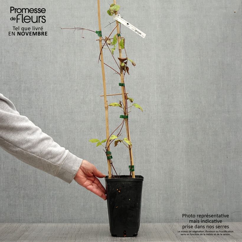 Esemplare di Clematis jackmanii Madame Edouard André - Clematide Vaso da 2L/3L come consegnato in autunno