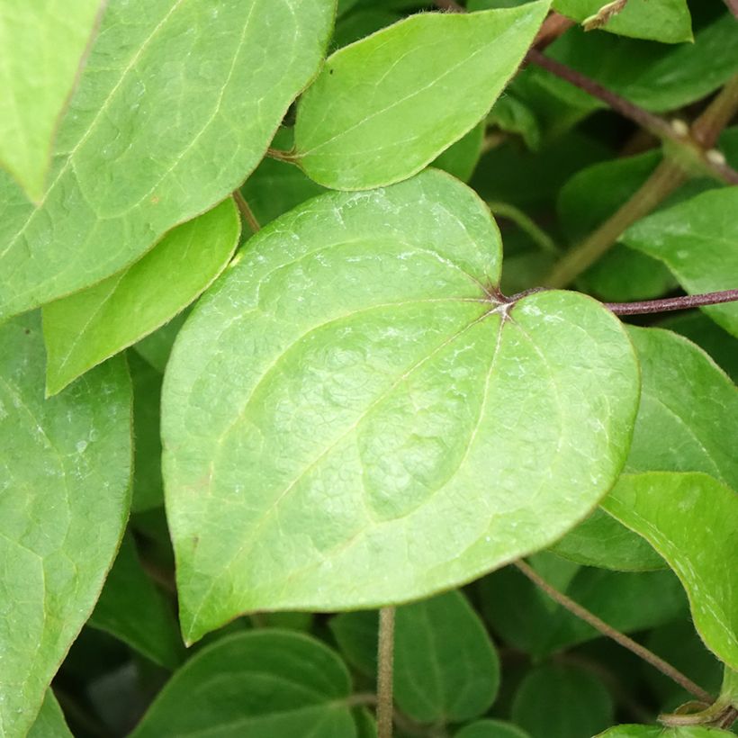 Clematis Margaret Hunt - Clematide (Fogliame)