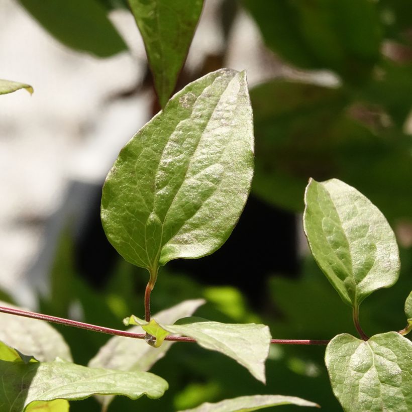 Clematis Marmori - Clematide (Fogliame)