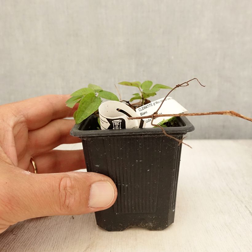 Esemplare di Clematis Miss Bateman - Clematide Vasetto da 8/9 cm consegnato in estate