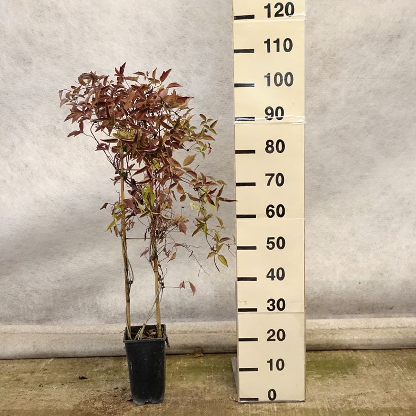 Esemplare di Clematis montana Giant Star - Clematide Vaso da 3L/4L come consegnato in autunno