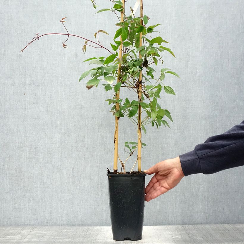 Example of Clematis montana Giant Star - Clematide Vaso da 3L/4L as you get in printemps