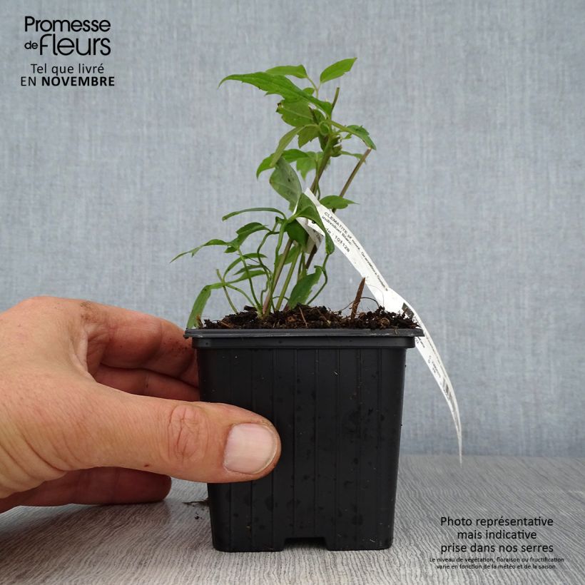 Esemplare di Clematis montana Grandiflora - Clematide Vasetto da 8/9 cm come consegnato in autunno