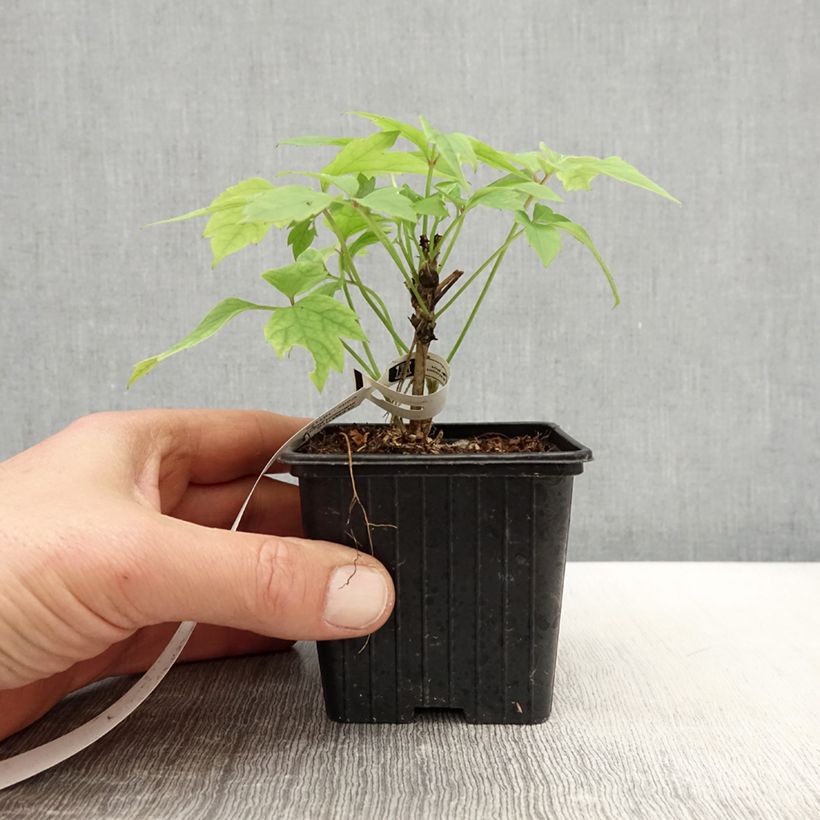 Example of Clematis montana Grandiflora - Clematide Vasetto da 8/9 cm as you get in printemps