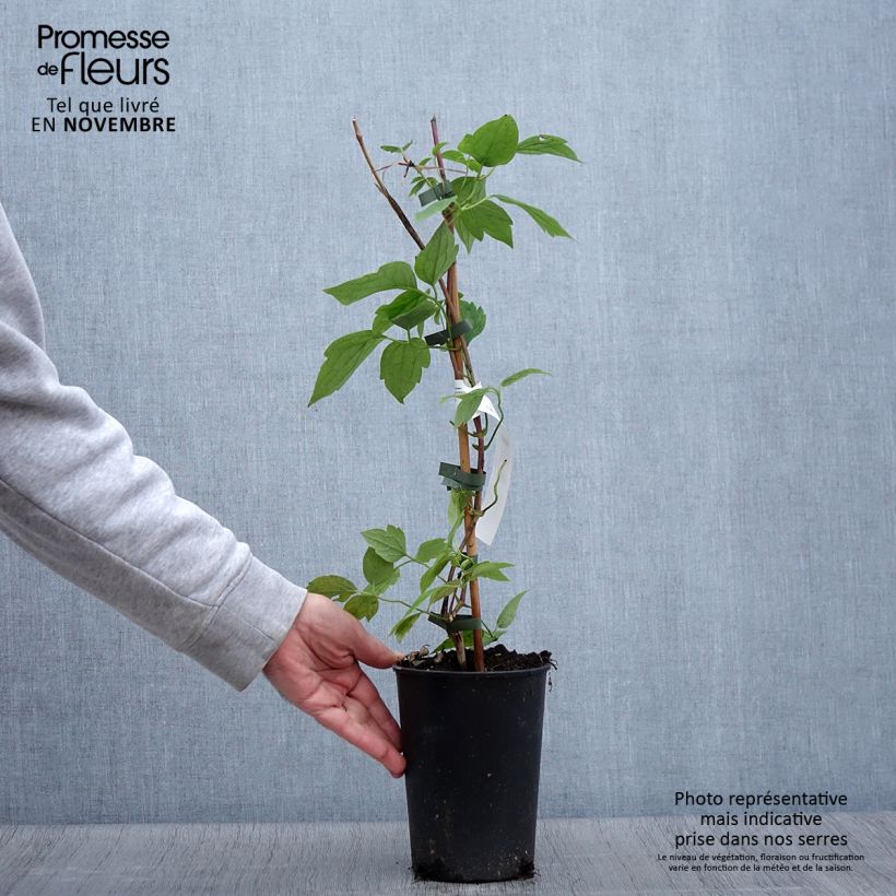 Esemplare di Clematis montana Grandiflora - Clematide Vaso da 1,5L/2L come consegnato in autunno