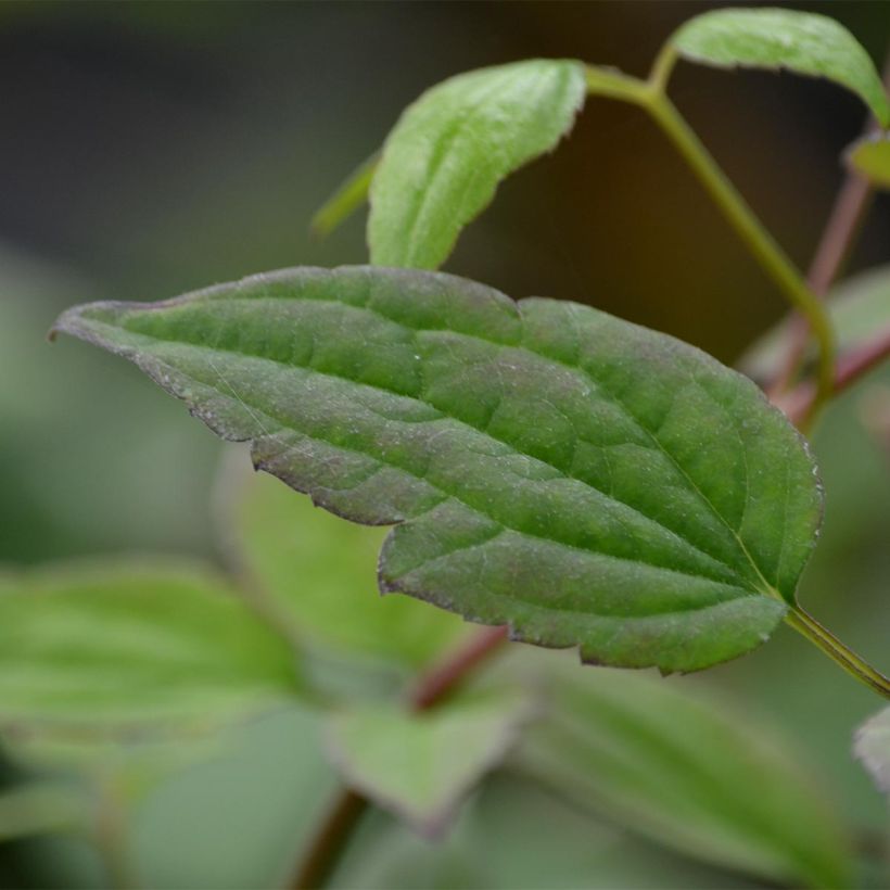Clematis montana Marjorie - Clematide (Foliage)
