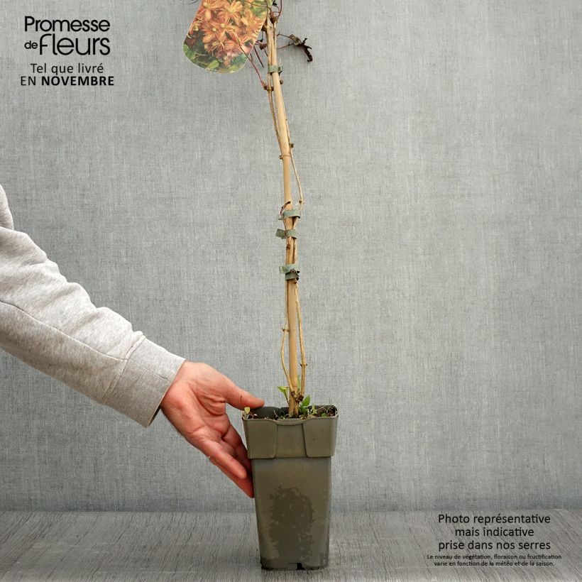 Esemplare di Clematis montana Marjorie - Clematide Vaso da 2L/3L come consegnato in autunno