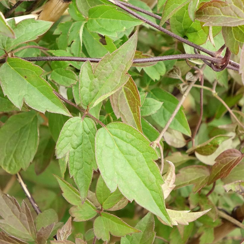 Clematis montana Spooneri - Clematide (Foliage)