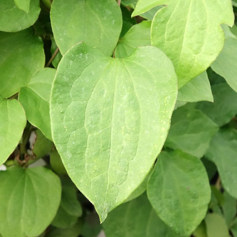 Clematis Mrs Cholmondeley - Clematide (Foliage)