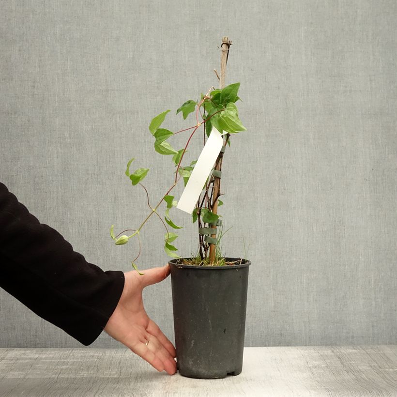 Esemplare di Clematis Mrs. Georges Jackman - Clematide Vaso da 2L/3L come consegnato in autunno