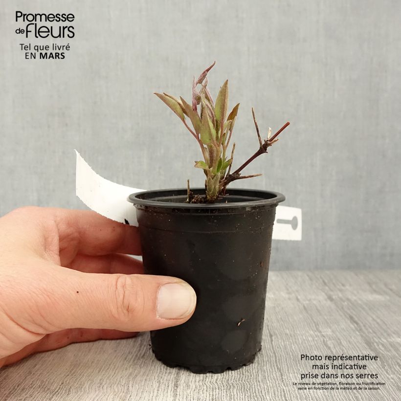 Example of Clematis Multi Blue - Clematide Vasetto da 8/9 cm as you get in printemps