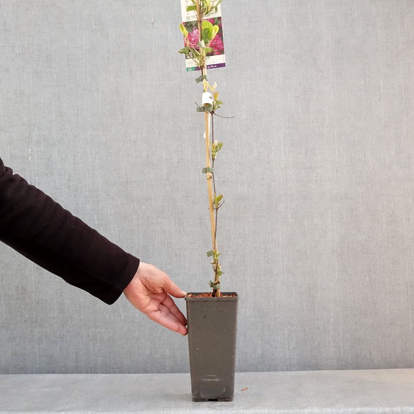 Clematis My Darling - Clematide Vaso da 2L/3L esemplare consegnato in primavera