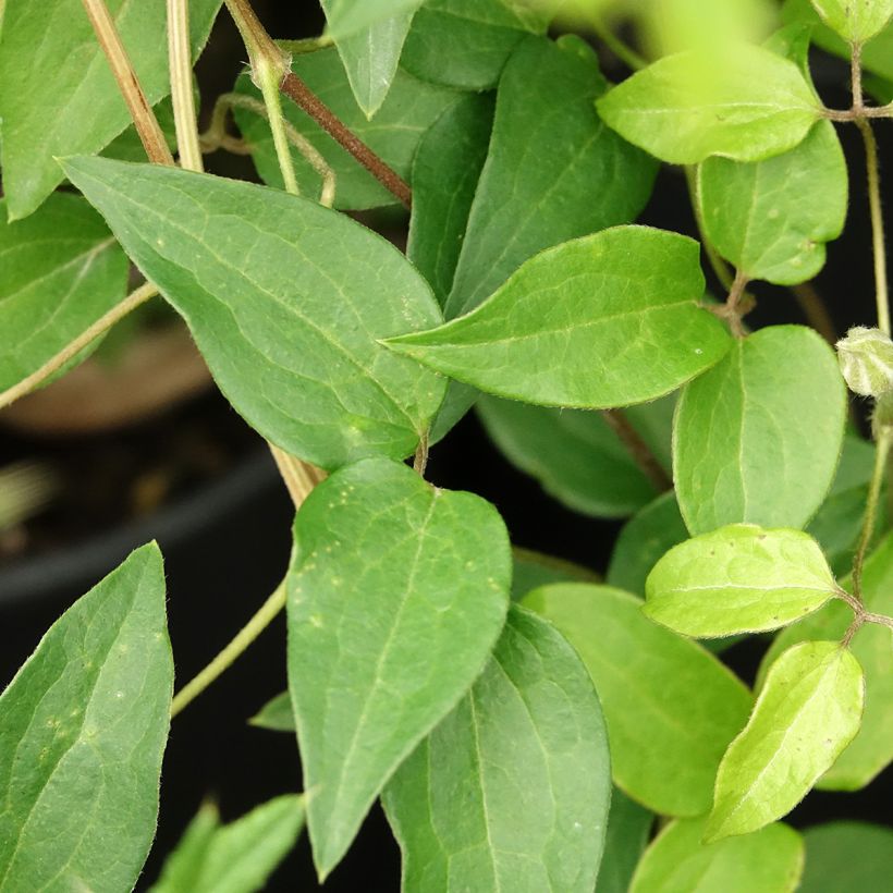 Clematis Myosotis - Clematide (Fogliame)