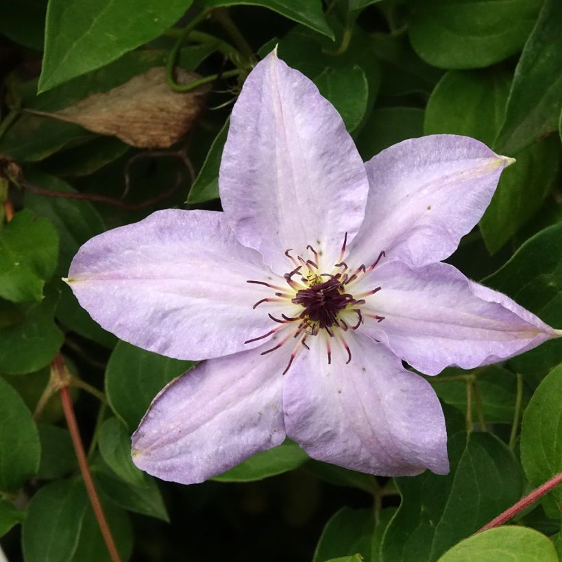Clematis Myosotis - Clematide (Fioritura)