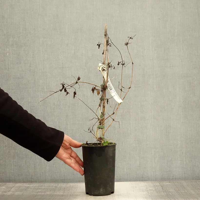 Esemplare di Clematis Tage Lundell - Clematide Vaso da 2L/3L come consegnato in autunno