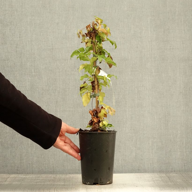 Esemplare di Clematis Paradiso - Clematide Vaso da 2L/3L come consegnato in autunno