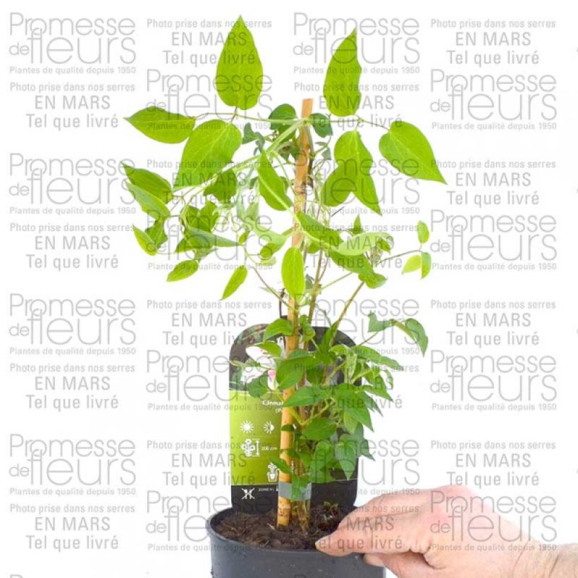 Esempio di esemplare Clematis Andromeda - Clematide Vaso da 2L/3L come consegnato