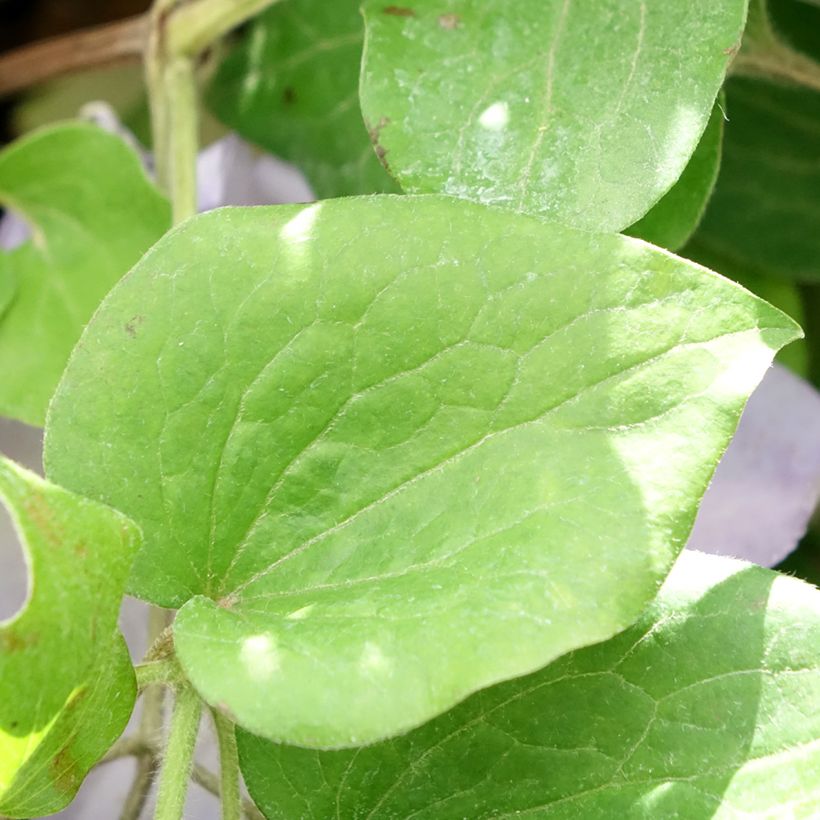Clematis Spotlight - Clematide (Fogliame)