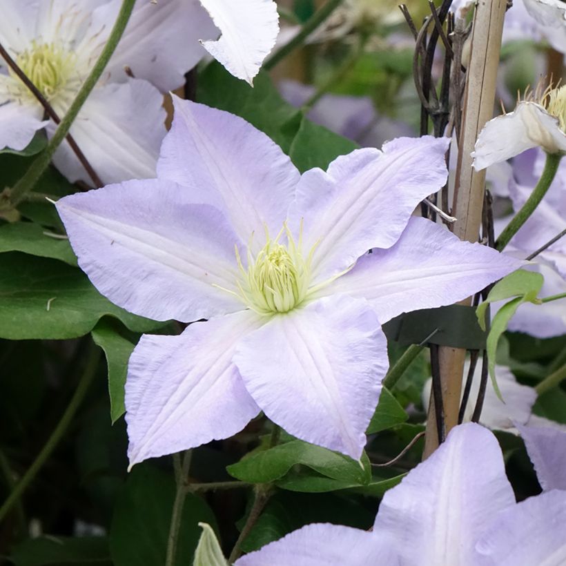 Clematis Spotlight - Clematide (Fioritura)