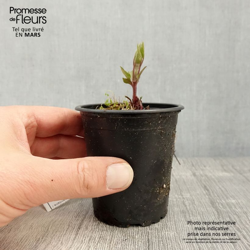 Clematis Piilu - Clematide Vasetto da 8/9 cm esemplare consegnato in primavera