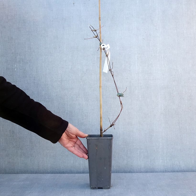 Clématite - Clematis Pistachio Cake Pot de 2L/3L esemplare consegnato in inverno
